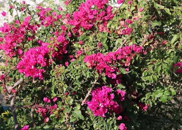 别墅 Luxury With Panoramic Sea View